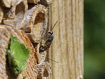 Wild carrot wasp (Gasteruption jaculator) female, laying eggs in the nest of a Common Yellow-face bee (Hylaeus communis) in an insect hotel, Wiltshire garden, UK. July.