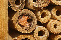 Wood-carving leafcutter bee (Megachile ligniseca) nest cell with an exit hole chewed out in spring, probably by emerging parasitic Chalcid wasps (Pteromalus sp.), whose larvae develop inside Leafcutte...