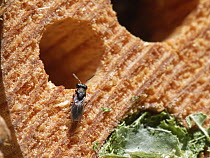 Chalcid wasp (Pteromalus sp.) a parasite of Leafcutter bees (Megachile sp.), inspecting host nest burrows in an insect hotel, Wiltshire garden, UK. July.