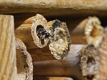 Square-headed wasp (Crossocerus cetratus) a fly-hunting crabronid wasp with flattened front legs, emerging from its nest in an insect hotel, Wiltshire, UK. July.