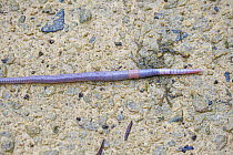 Earthworm (Lumbricus terrestris) crawling over a damp footpath after heavy rain, Somerset, UK. March.
