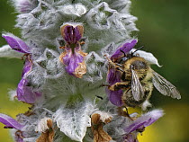 Fork-tailed flower bee (Anthophora furcata) female, visiting Lamb's ear (Stachys byzantina) flowers in a garden flowerbed, Wiltshire, UK. July.