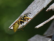 German wasp (Vespula germanica) worker scraping wood for its nest from the wooden roof of an insect hotel, Wiltshire garden, UK. July.