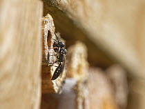 Horned black wasp (Passaloecus corniger) entering nest burrow in an insect hotel with a Black bean aphid (Aphis fabae), probably stolen from the nest of another aphid hunting wasp, Wiltshire garden, U...