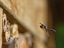 Horned black wasp (Passaloecus corniger) flying with a Black bean aphid (Aphis fabae), probably stolen from the nest of another aphid hunting wasp, to stock its nest burrow in an insect hotel, Wiltshi...