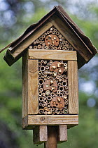 Home-made insect hotel with a range of Bamboo stems and drilled hole sizes for different species, with many completed nests of Wood-carving leafcutter bees (Megachile ligniseca) and a variety of Potte...