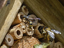 Mason wasp / Potter wasp (Ancistrocerus sp.) entering its nest hole in an insect hotel close to a Wood-carving leafcutter bee (Megachile ligniseca) entering a larger bamboo tube, Wiltshire garden, UK....