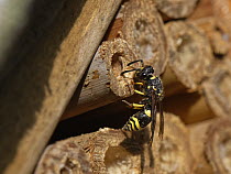 Mason wasp / Potter wasp (Ancistrocerus sp.) female, inspecting a nest hole in an insect hotel, Wiltshire garden, UK. July.