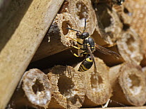 Mason wasp / Potter wasp (Ancistrocerus sp.) female, at entrance to nest hole in an insect hotel with a small beetle grub for its larvae to feed on, Wiltshire garden, UK. July.