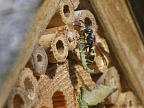 Mason wasp / Potter wasp (Ancistrocerus sp.) female, at entrance to nest in an insect hotel with green caterpillar prey for its larvae to feed on, Wiltshire garden, UK. July.