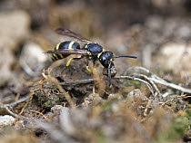 Mason wasp / Potter wasp (Ancistrocerus sp.) collecting a ball of mud in its jaws to seal up its nest in an insect hotel, Wiltshire garden, UK. July.