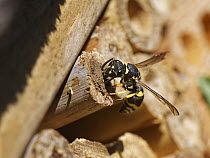 Mason wasp / Potter wasp (Ancistrocerus sp.) sealing its nest hole in an insect hotel with a ball of mud held in its jaws, Wiltshire garden, UK. July.