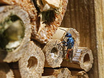 Ruby-tailed cuckoo wasp (Pseudomalus auratus) searching for solitary wasp (Trypoxylon and Pemphredon sp.) nests to parasitise in an insect hotel, Wiltshire, UK. June.