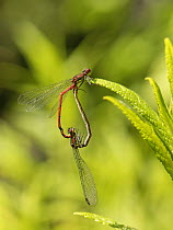 Large red damselflies (Pyrrhosoma nymphula) pair mating in the wheel position on a plant leaf by a garden pond, Wiltshire, UK. June.