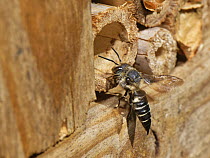 Shiny-vented sharp-tail bee (Coelioxys inermis) entering a bamboo tube in an insect hotel to parasitise a partially completed nest of a Wood-carving leafcutter bee (Megachile ligniseca), Wiltshire gar...