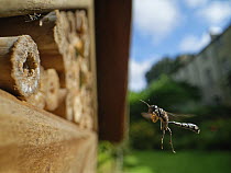 Club-horned wood borer wasp (Trypoxylon clavicerum) flying towards burrow in an insect hotel with a ball of mud held in its front legs to seal the entrance, Wiltshire, UK. July.