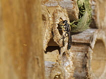 Club-horned wood borer wasp (Trypoxylon clavicerum) at entrance to burrow in insect hotel with a ball of mud held in front legs to seal the entrance, Wiltshire, UK. July.