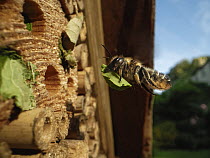 Wood-carving leafcutter bee (Megachile ligniseca) female, flying towards an insect hotel carrying a leaf to seal her nest, Wiltshire garden, UK. July