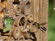 Wood-carving leafcutter bee (Megachile ligniseca) female, using her large jaws to repel a male hovering close to her nest burrow within an insect hotel, Wiltshire garden, UK. July.