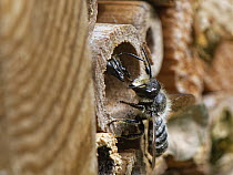 Wood-carving leafcutter bee (Megachile ligniseca) female, using her large jaws to repel a male as it approaches her nest burrow within an insect hotel, Wiltshire garden, UK. August.