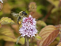 Wood-carving leafcutter bee (Megachile ligniseca) nectaring on Water mint (Mentha aquatica) flowerhead in a garden pond, Wiltshire, UK. August.