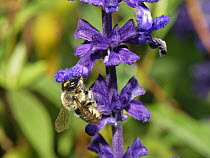 Wood-carving leafcutter bee (Megachile ligniseca) female, nectaring on Salvia flowers, Wiltshire garden, UK. July.