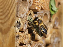 Wood-carving leafcutter bee (Megachile ligniseca) female, removing the remains of an old Leafcutter bee nest in an insect hotel before building her own, Wiltshire garden, UK. July.