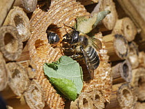 Wood-carving leafcutter bee (Megachile ligniseca) female, attacking another bee she is competing with for a nest burrow within an insect hotel, Wiltshire garden, UK. July.