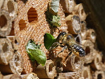 Wood-carving leafcutter bee (Megachile ligniseca) female, removing a leaf circle brought by another bee competing for the same nest hole in an insect hotel, Wiltshire garden, UK. July.