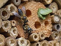 Wood-carving leafcutter bee (Megachile ligniseca) female, attacking another bee she is competing with for a nest burrow within an insect hotel, Wiltshire garden, UK. July.