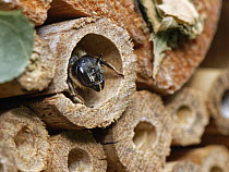 Wood-carving leafcutter bee (Megachile ligniseca) female, looking out from her nest burrow in an insect hotel, Wiltshire garden, UK. July.