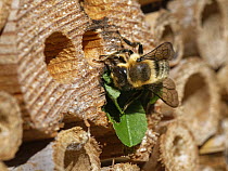 Wood-carving leafcutter bee (Megachile ligniseca) female, sealing her nest in an insect hotel with a leaf circle she has cut from a Rose bush, Wiltshire garden, UK. June.