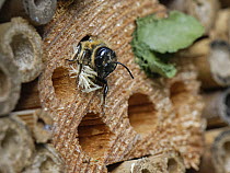 Wood-carving leafcutter bee (Megachile ligniseca) female, pushing out wood shavings she has cut while enlarging a nest burrow in an insect hotel, Wiltshire garden, UK. July.