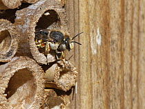 Wool carder bee (Anthidium manicatum) female, emerging from an insect hotel in a garden, Wiltshire, UK. July.