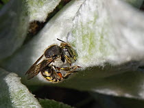 Wool carder bee (Anthidium manicatum) female, scraping hairs from a Lamb's ear (Stachys byzantina) leaf to line her nest with, Wiltshire, UK. July.