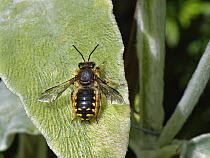 Wool carder bee (Anthidium manicatum) male, resting on a  Lamb's ear (Stachys byzantina) leaf within its territory in a garden flowerbed, Wiltshire, UK. July.