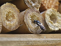 Common yellow-faced bee (Hylaeus communis) excavating a nest burrow in an insect hotel, Wiltshire garden, UK. July.