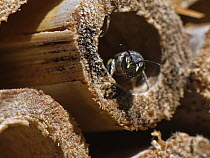 Common yellow-faced bee (Hylaeus communis) emerging from its nest burrow in an insect hotel, Wiltshire garden, UK. July.