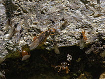 Yellow meadow ants (Lasius flavus), wingless orange workers, winged male alates and larger female alates or queens gathering on a stone garden wall on a warm summer day. Preparing to fly off after eme...