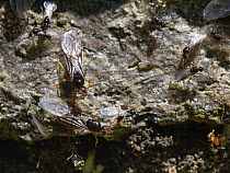 Yellow meadow ants (Lasius flavus) winged male alates and larger female alates or queens gathering on a stone garden wall on a warm summer day. Preparing to fly off after emerging from a nest in a gar...