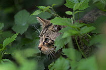 Scottish wildcat (Felis silvestris silvestris) kitten, cautiously peering out from undergrowth. Part of a captive breeding programme, West Country Wildlife Photography Centre, near Launceston, Cornwal...