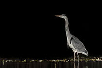 Grey heron (Ardea cinerea) standing in pond at night, near Bourne, Lincolnshire, UK. January.