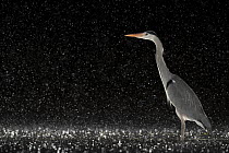 Grey heron (Ardea cinerea) standing in pond at night in the rain, near Bourne, Lincolnshire, UK. January.