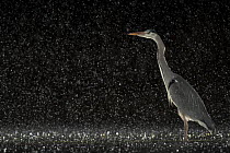 Grey heron (Ardea cinerea) standing in pond at night in the rain, near Bourne, Lincolnshire, UK. January.
