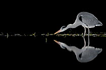 Grey heron (Ardea cinerea) fishing in pond at night, near Bourne, Lincolnshire, UK. January.