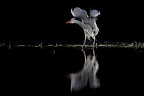 Grey heron (Ardea cinerea) standing in pond at night stretching its wings, near Bourne, Lincolnshire, UK. January.