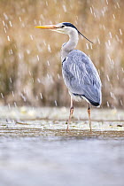 Grey heron (Ardea cinerea) standing in pond in snowfall, near Bourne, Lincolnshire, UK. March.