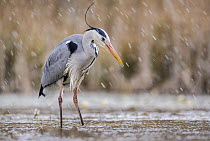 Grey heron (Ardea cinerea) fishing in pond in snowfall, near Bourne, Lincolnshire, UK. March.
