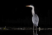 Grey heron (Ardea cinerea) standing in pond at night, near Bourne, Lincolnshire, UK. March.