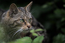 RF - Scottish wildcat (Felis silvestris silvestris) female, cautiously peering out from undergrowth. Part of a captive breeding programme,  West Country Wildlife Photography Centre, near Launceston, C...